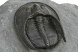 Detailed Scotoharpes Trilobite - Top Quality Specimen #289440-5